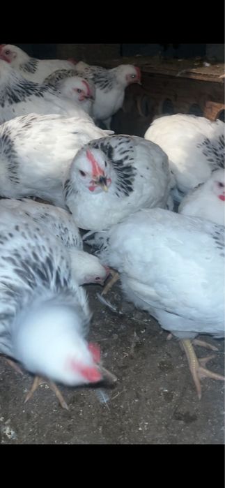 Адлерская серебристая