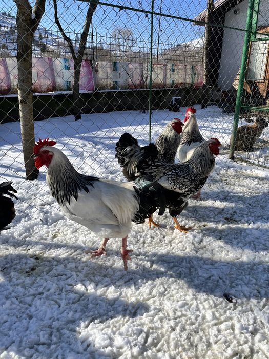 Cocosi de rasă Sussex Wyandotte Barnevelder Combatant Indian