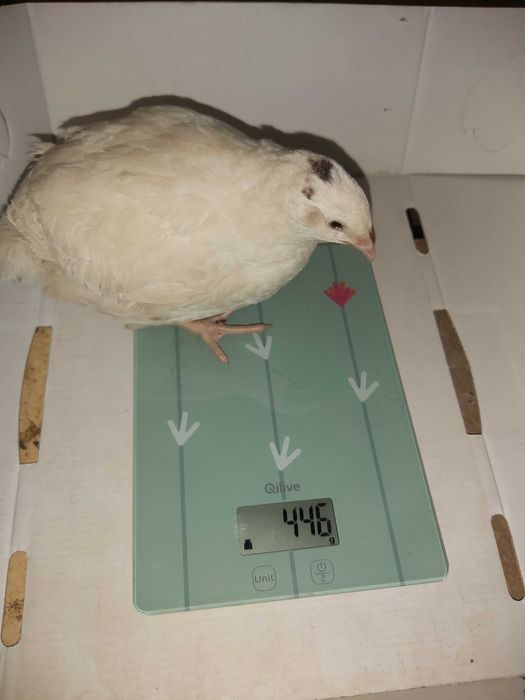 Oua de prepeliță pentru incubat rasa Polara Gigant