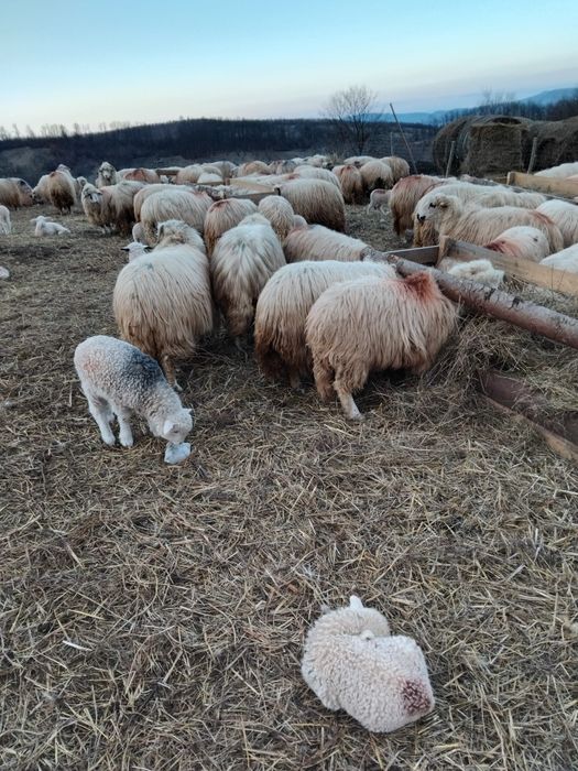 Vând 100 de oi cu miei