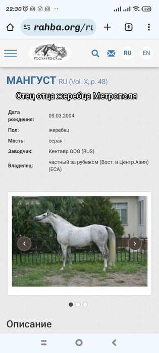 Продам Арабского жеребца потомка знаменитых жеребцов