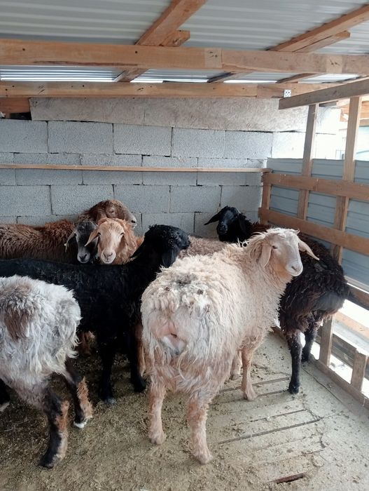 Ісек қошқар тоқтылар сатылады