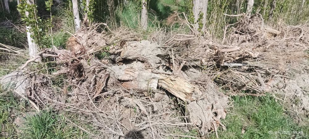 Oʻtin.Terak tomirlari.