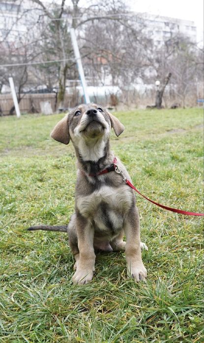 Бенджи търси своя дом!