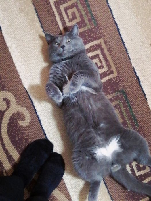 Срочно! Мысық адасып қалды