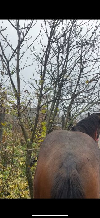 Vând sau schimb cal