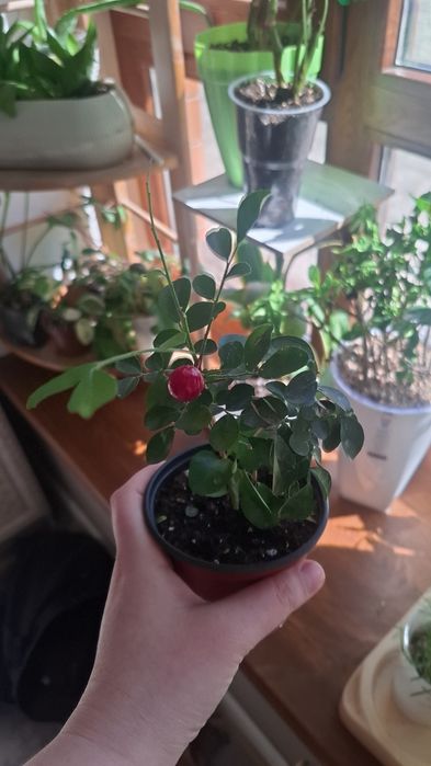 Продам комнатные цветы