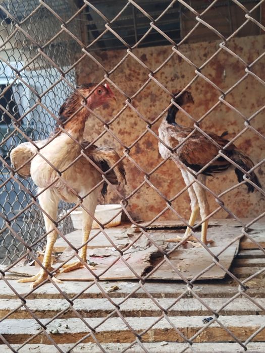 Yapon va dakan zotlari