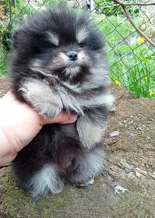 Счастье на ладошке