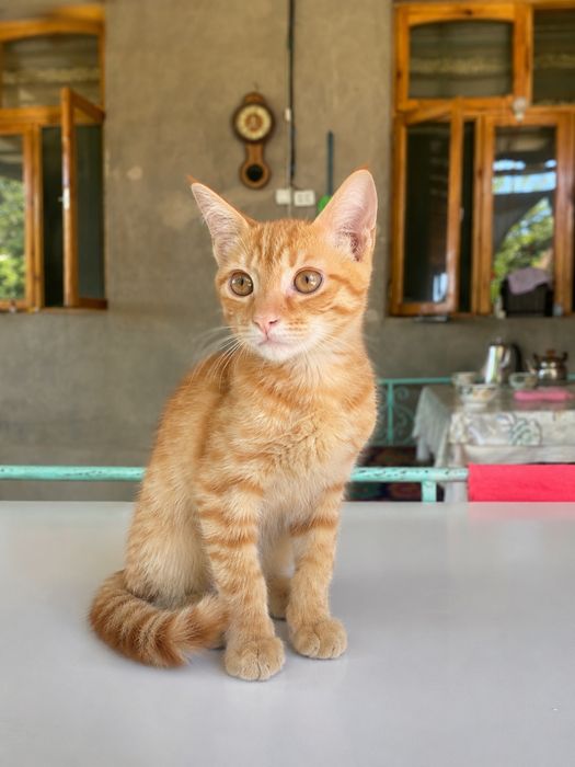 Malla mushukcha, erkak, 5 oylik — mehribon oila izlaydi, Рыжий котёнок