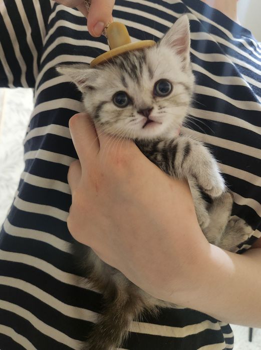 Котята шотландские