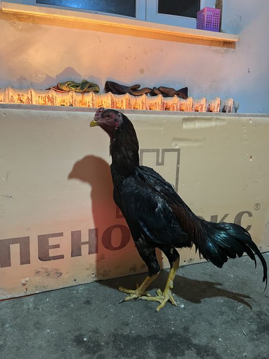 Продам дакана  и