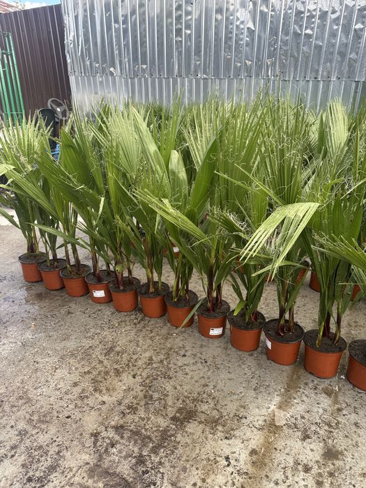 Vand palmieri 70-80 cm cate 2/3 in ghiveci