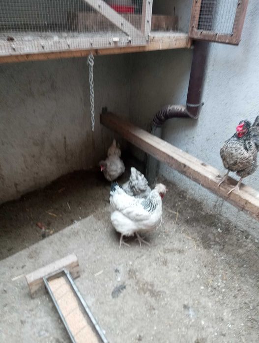 Găini românești de vanzare