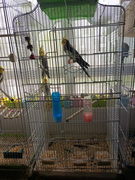 Три попугая карелла