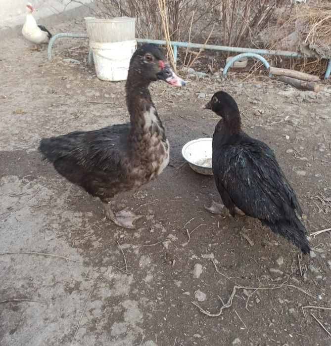 Продам Индоуток самец и мамочка молодые.