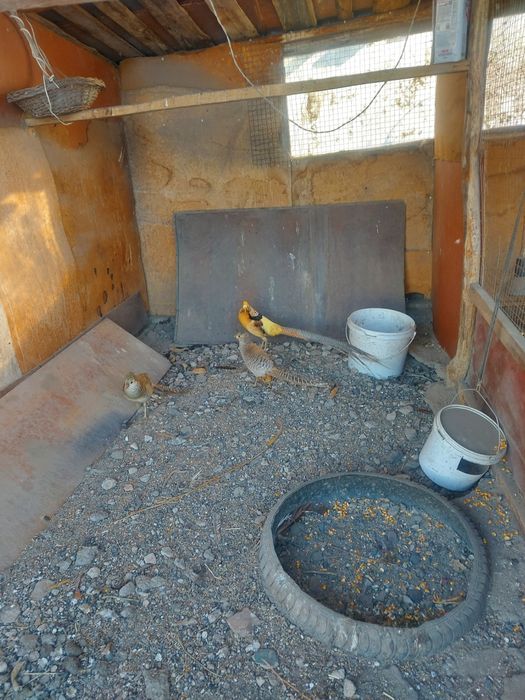 Лимонные фазаны семейка