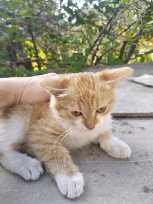 Котенок в добрые руки