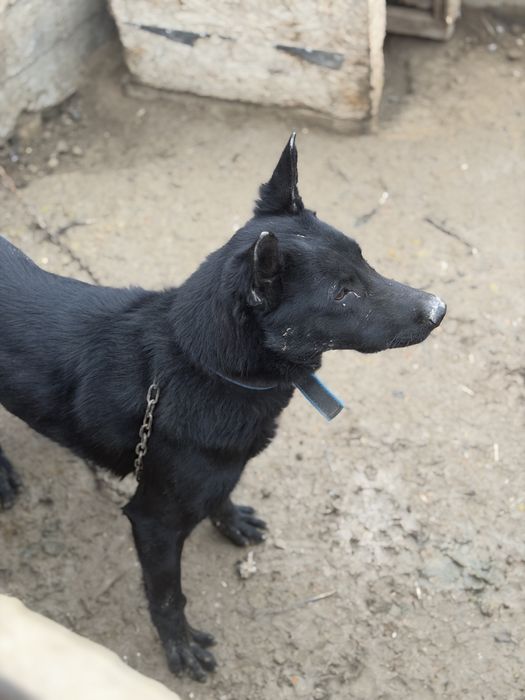 Щенок собака продам