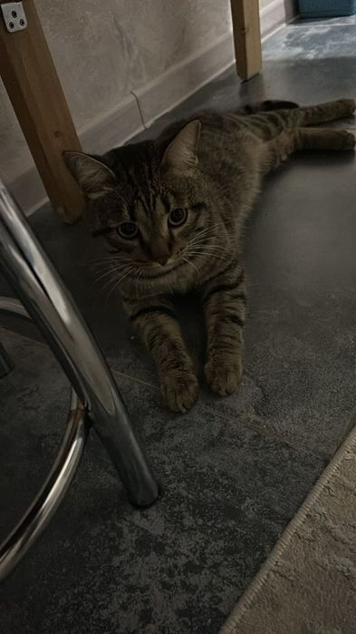 Нашли кота в районе Экспо