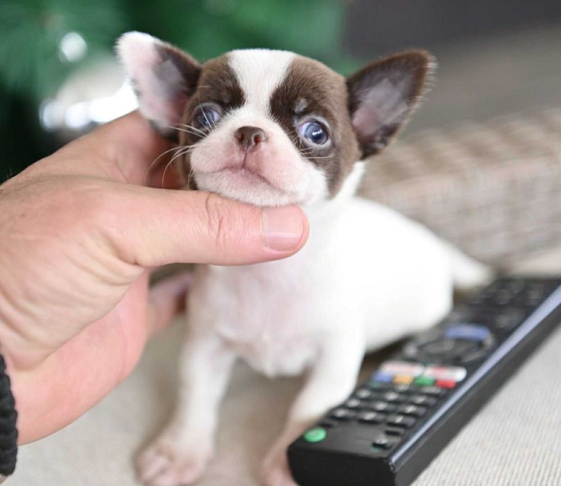 Женско мини чихуахуа бяло шоколадово