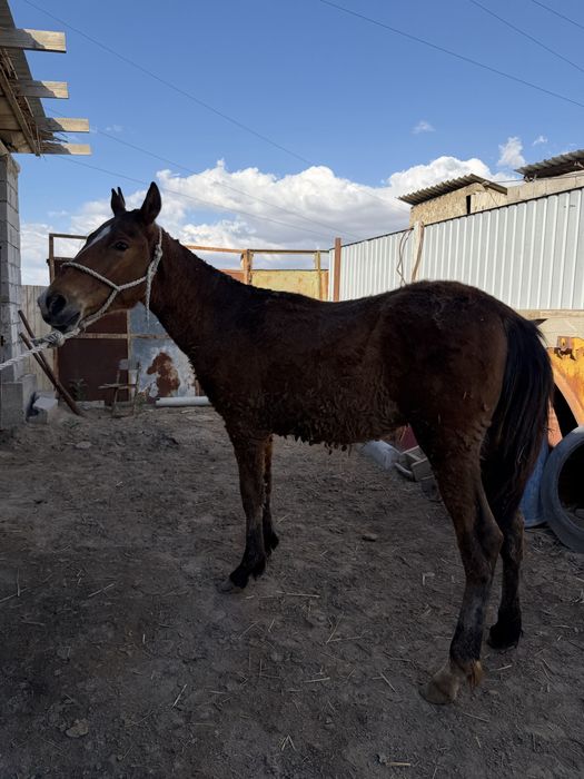 Тай сатылады. Бағымда тұрған                             З