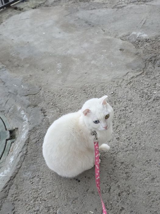 Отдам кошку в хорошие руки к лотку приучина воспитаная красивая