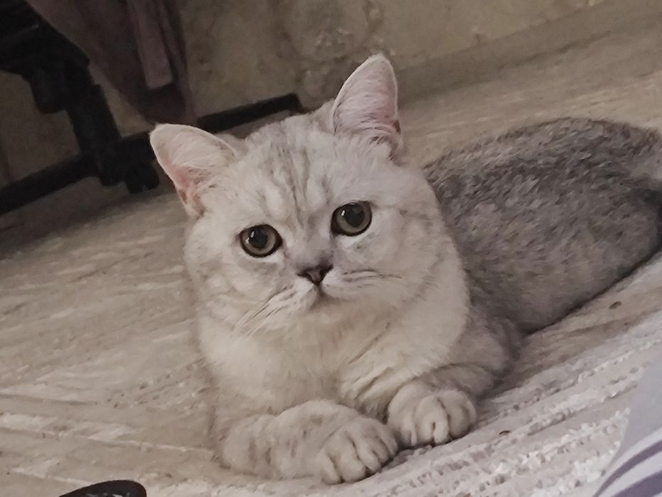 Вязка кошек. Mushuk qoshish