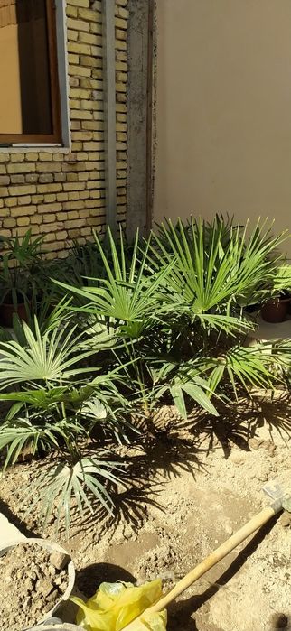 Palma daraxti 5 yillik