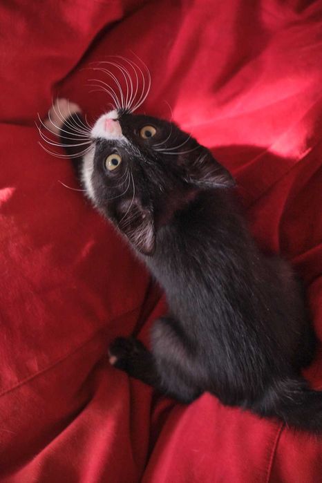 Котенок 3 месяца