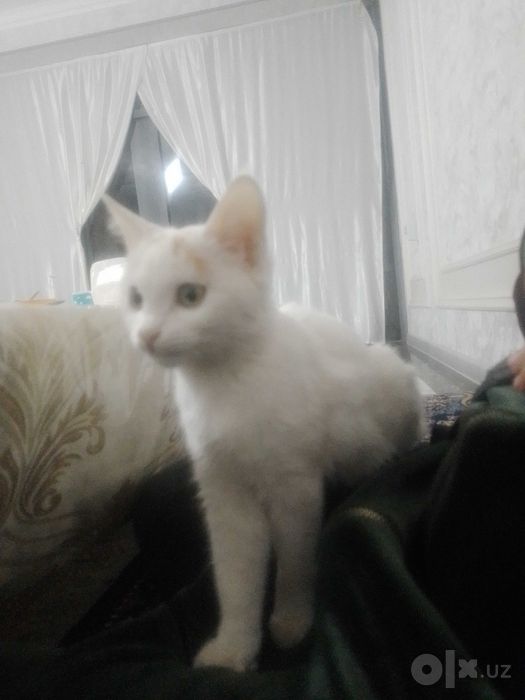 Mushukcha tozza sog‘lom