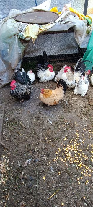 Cocosi chabo de anu asta