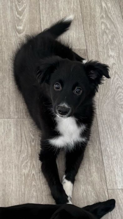 Отдам щенка в добрые руки