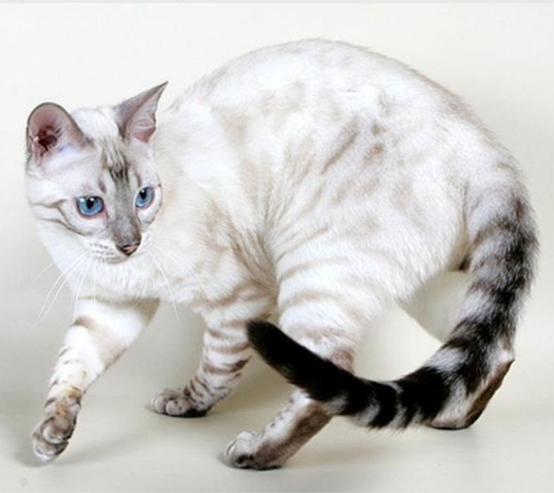 Бенгласкый котят