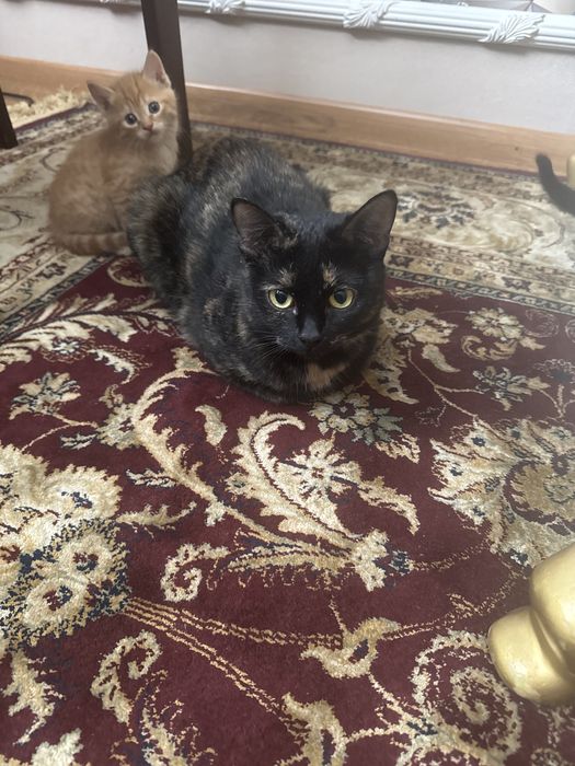 Отдам котят в добрые руки.