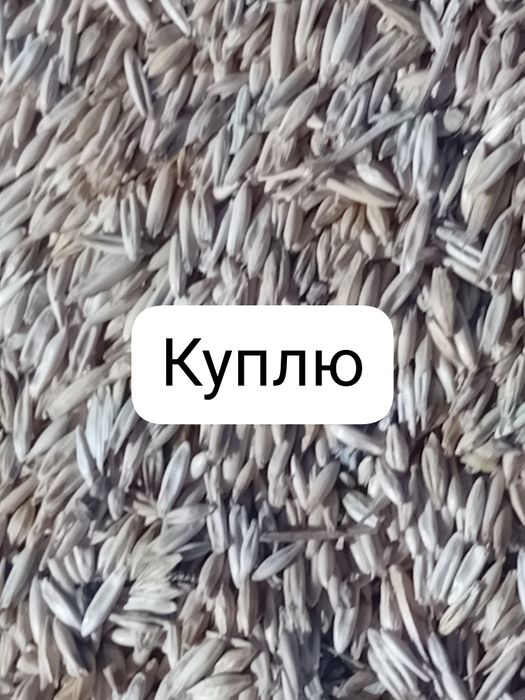 Продаи  овес, ячмень , пшеницу , отходы,