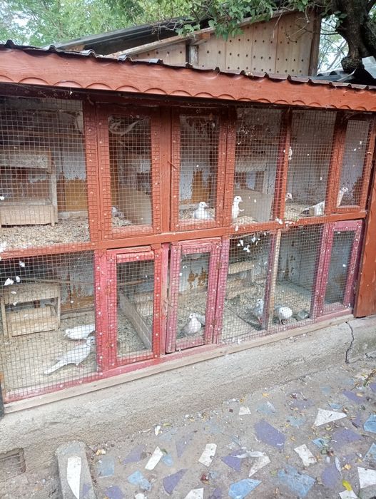 Turturele rozătoare de vînzare