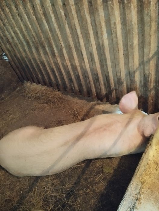 Продам кабанов на племя