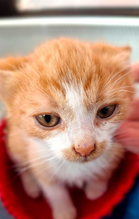 Adoptie pui de pisica roscat Dumitrel