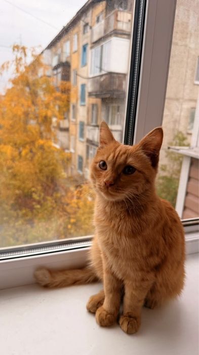 Кот мальчик молодой