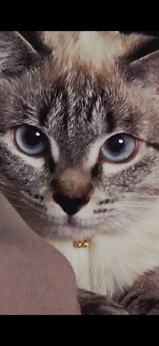 Отдам кошку, 7 месяцев