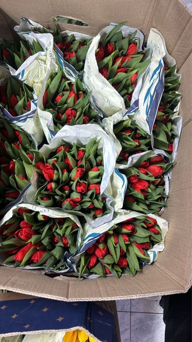 Тюльпаны опт  на 8 марта