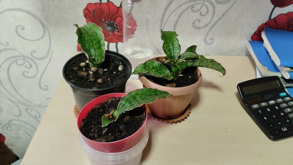 Продам Сансивиерию Кирки Сильвер блю