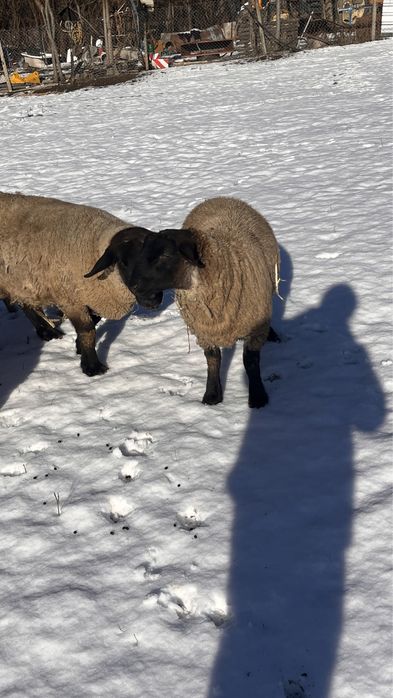 Vand oi sulffok pentru pretentiosi
