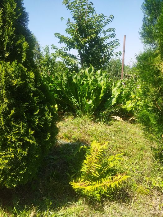 Листья хрена, корни для засолки
