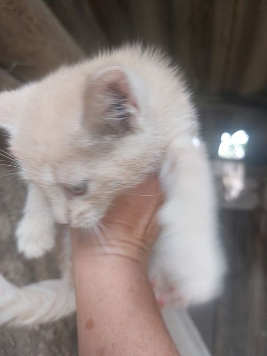Котята бесплатно