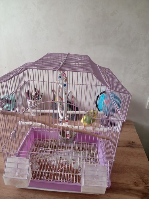 Попугай волнистые