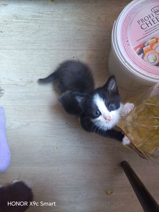 Отдам котят в добрые руки