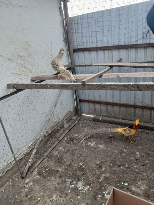 Desființez crescatorie de păsări