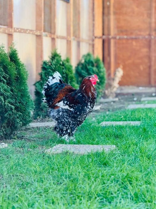 Brahma portelan bobat hd hda columbia